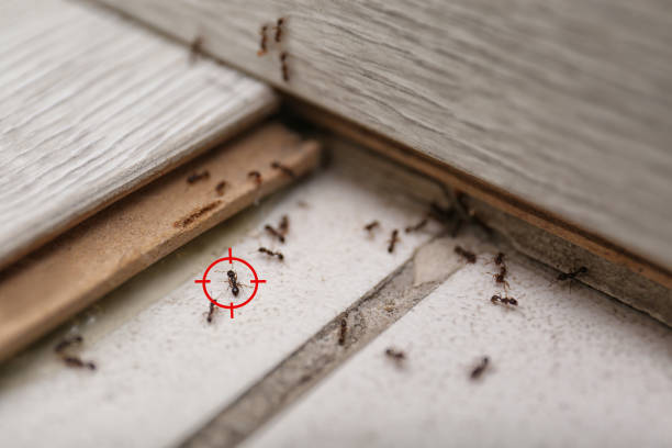 Best Local Pest Control Services  in Country Clu, FL